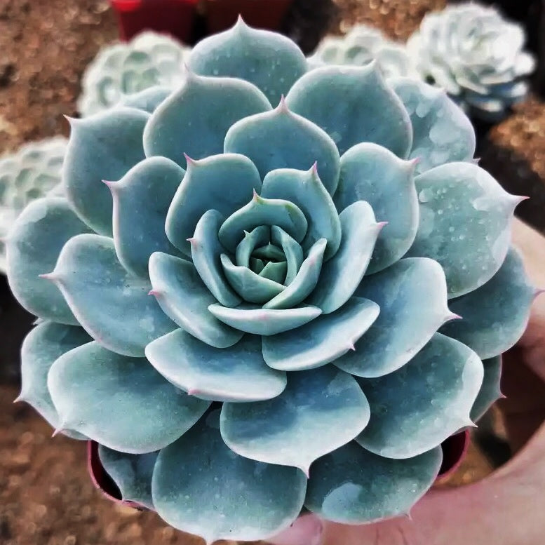 blue succulent plants for sale Echeveria ' Deresina ' for Sale