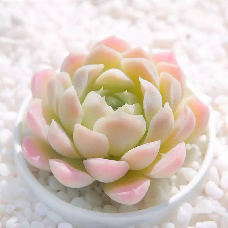 elegans succulent Echeveria elegans ' alba '