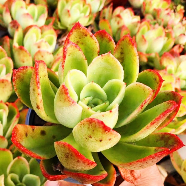 golden glow succulent Golden Hens and Chicks ( Echeveria ' Golden glow ' ) for Sale