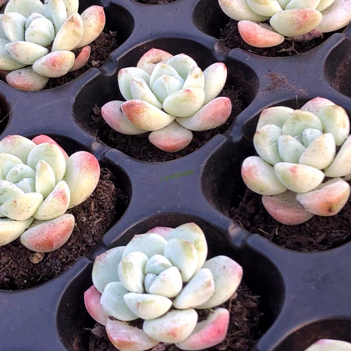 Echeveria ' Ice Green '