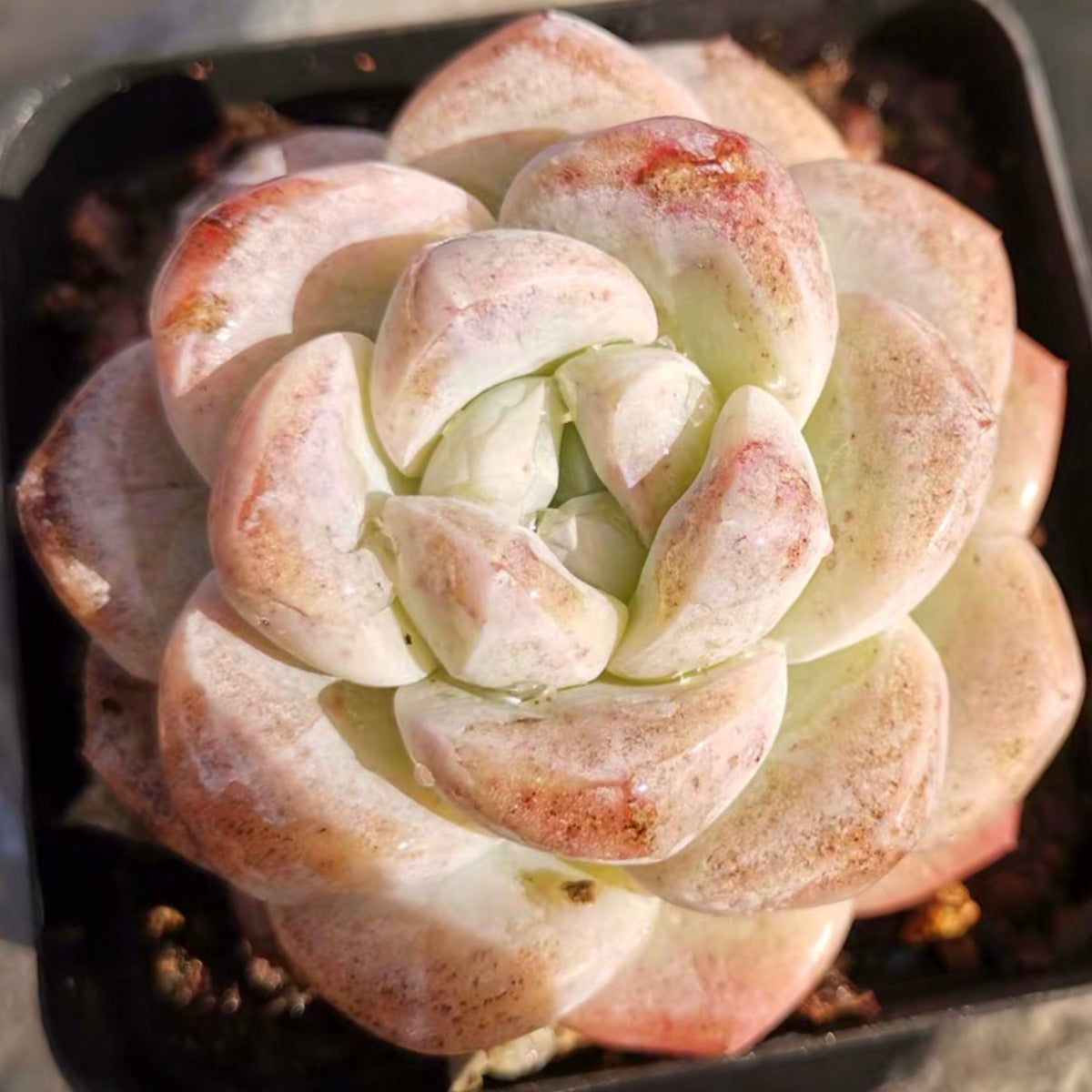 succulent green and white leaves Echeveria ' Ice Green ' for Sale