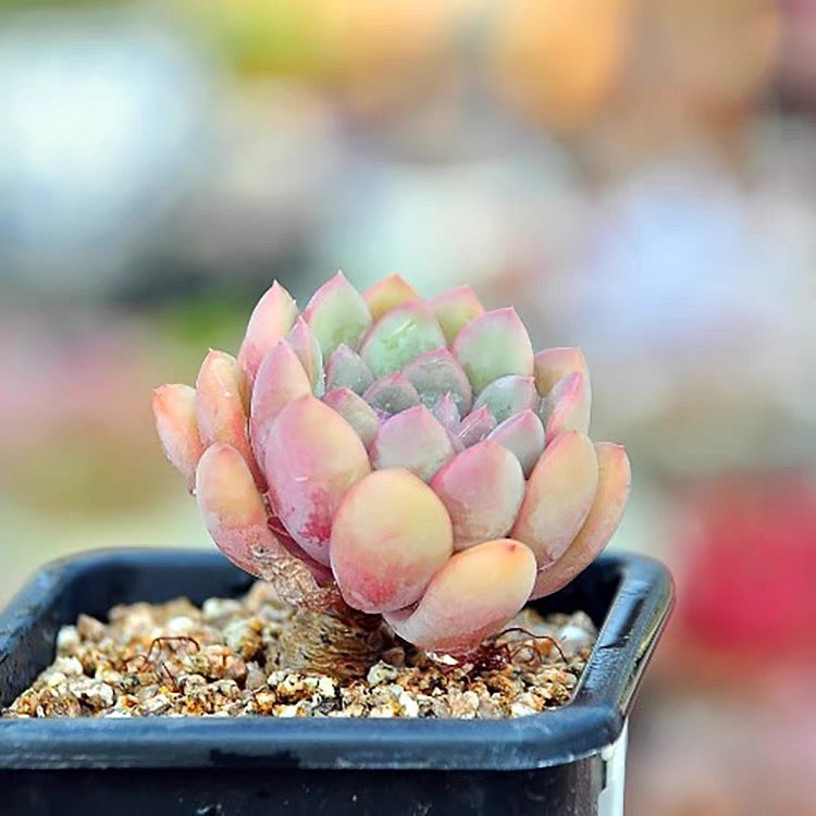 Echeveria King Midas