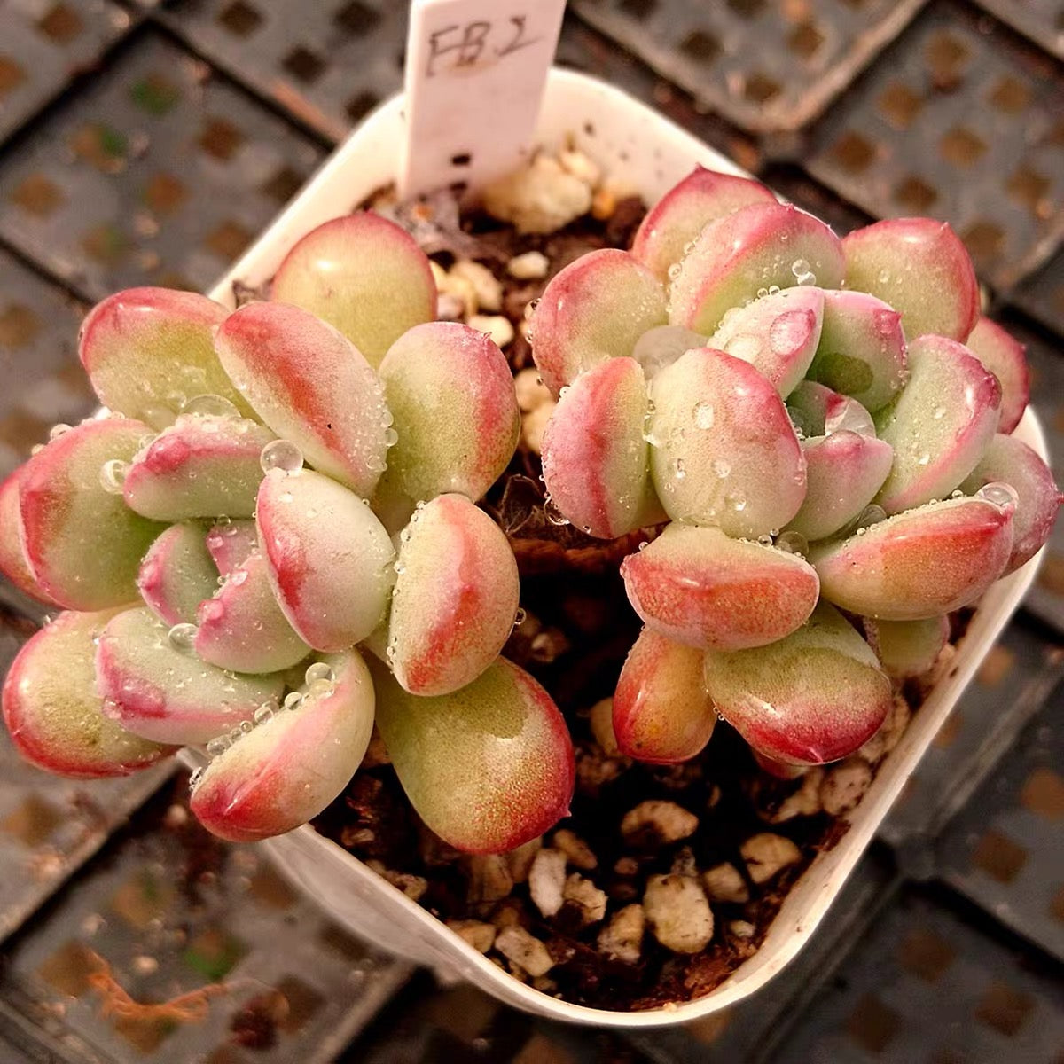 Echeveria King Midas