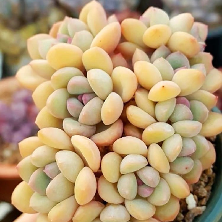 Echeveria King Midas