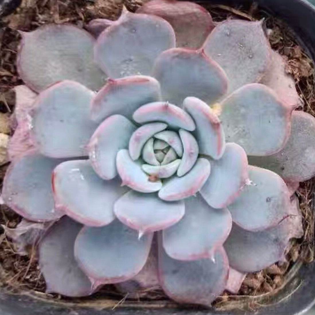 Echeveria laulensis