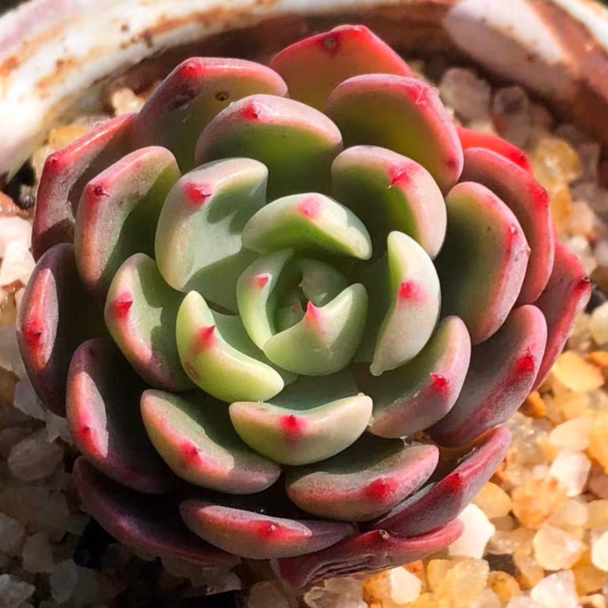 Echeveria ' Nana Mini Hook '