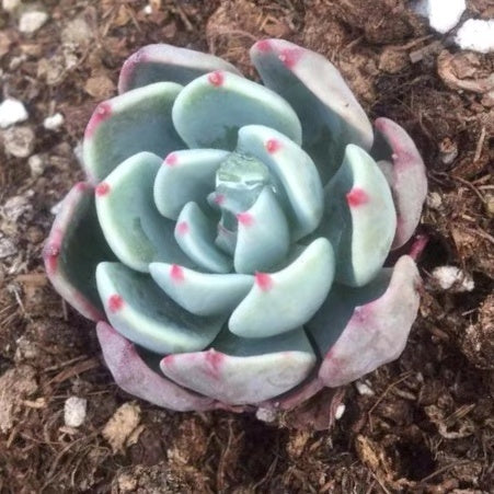Echeveria ' Nana Mini Hook '