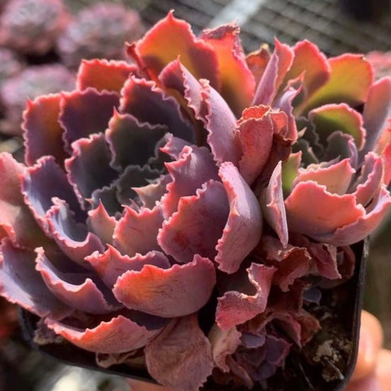 echeveria neon breaker succulent Echeveria ' Neon Breaker '