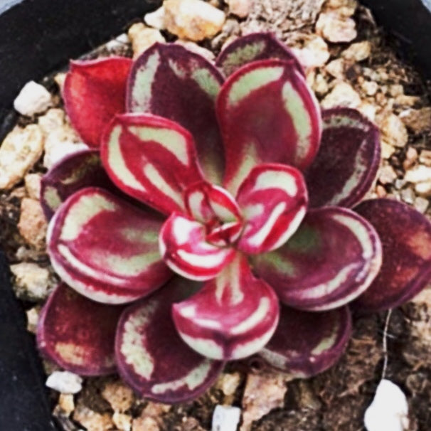 echeveria nodulosa succulent Echeveria nodulosa