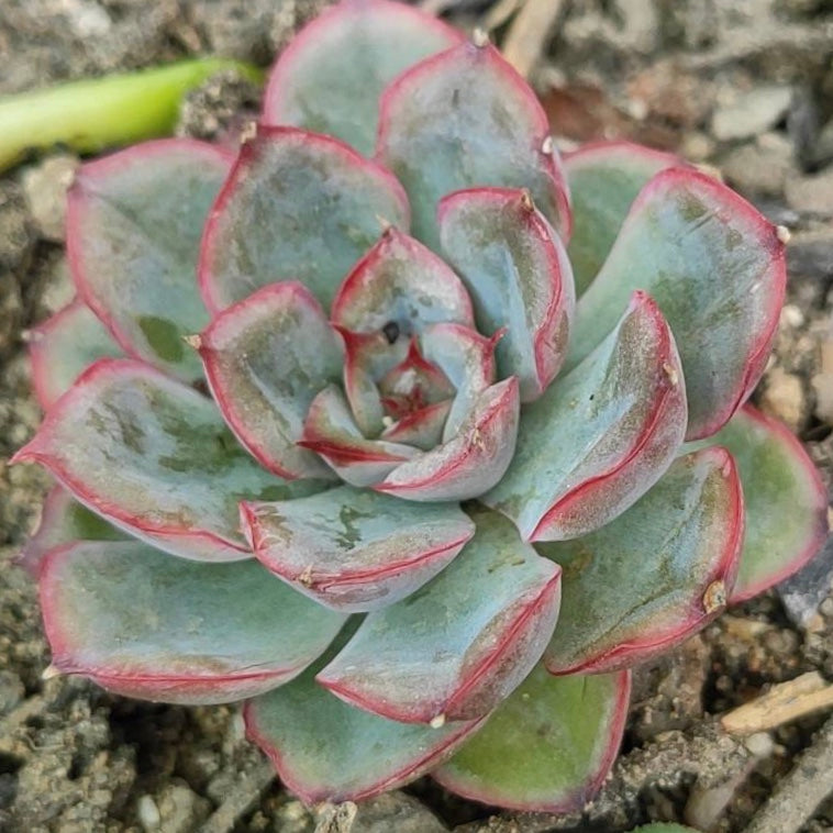Echeveria pulidonis