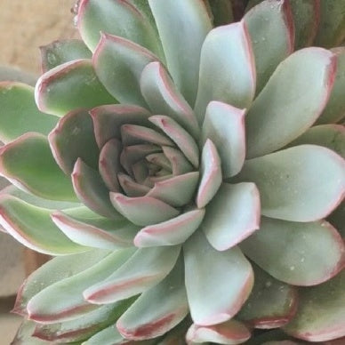 Echeveria pulidonis
