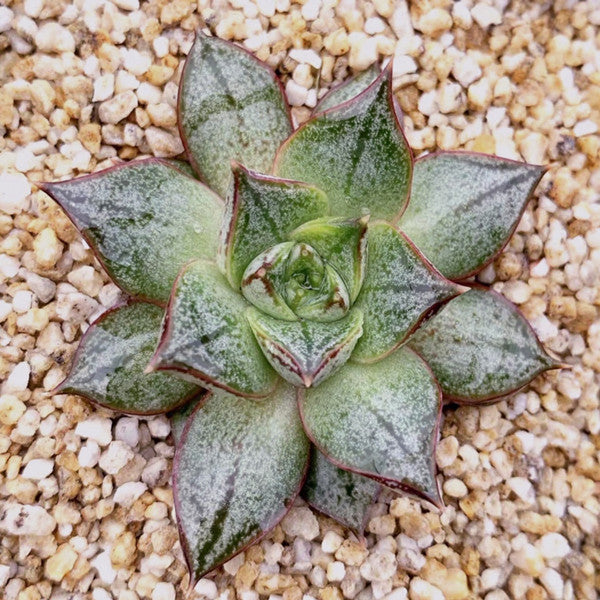 white echeveria succulent Echeveria purpusorum white form for Sale