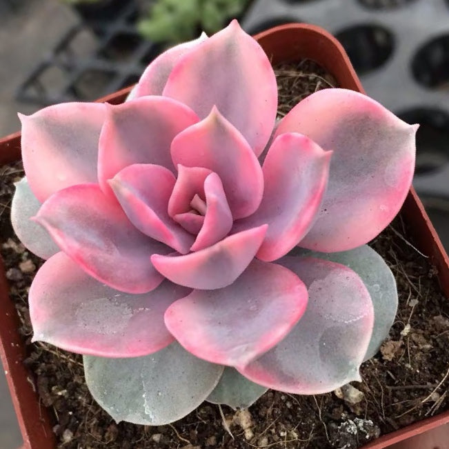 pink succulent plants for sale Echeveria ' Rainbow ' for Sale