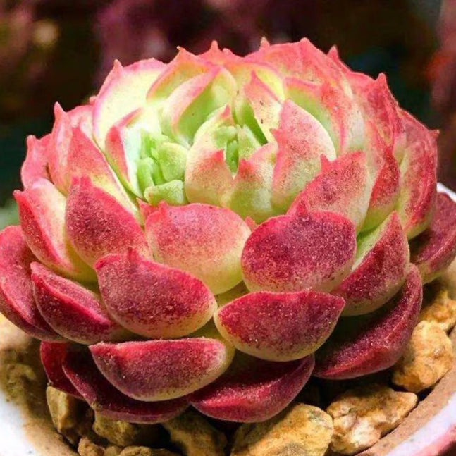 red rosette succulent Echeveria red hole for Sale