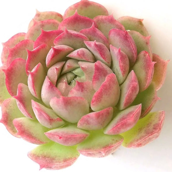 Echeveria red hole