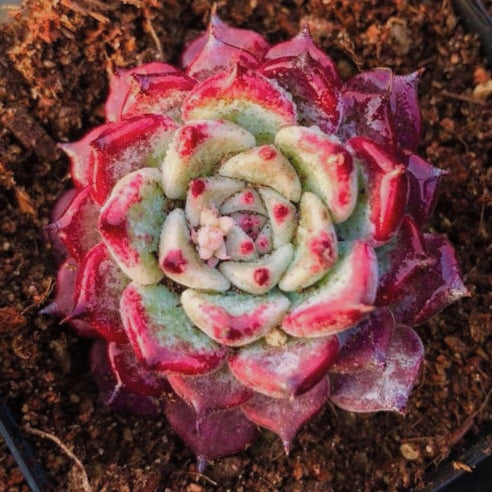Echeveria ' Sara Himebotan '