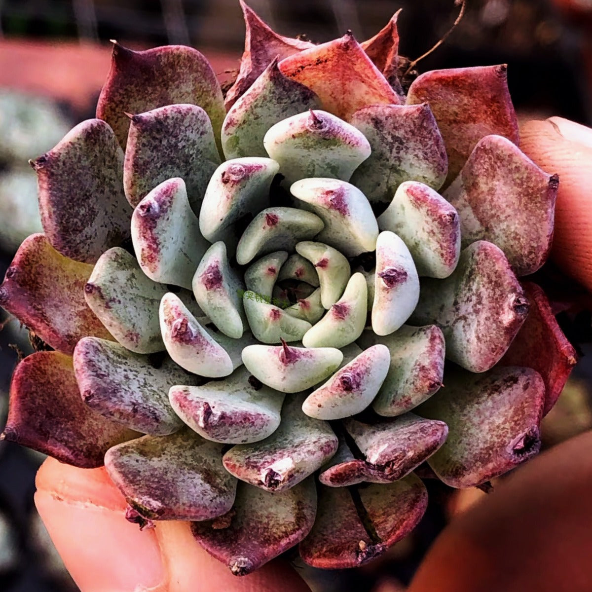 sara's succulents Echeveria ' Sara Himebotan ' for Sale