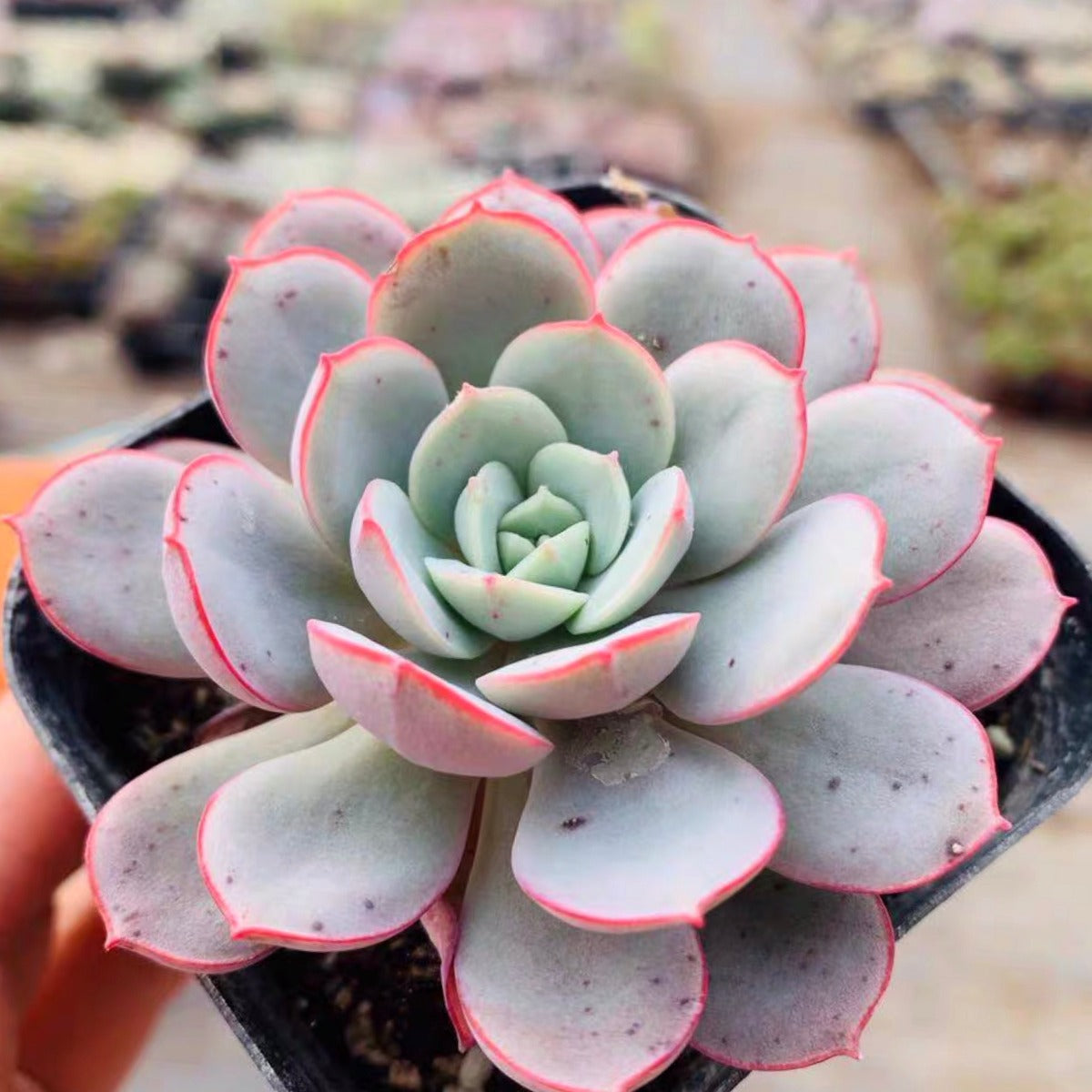 pink succulent plants for sale Echeveria sbucorymbosa lau for Sale