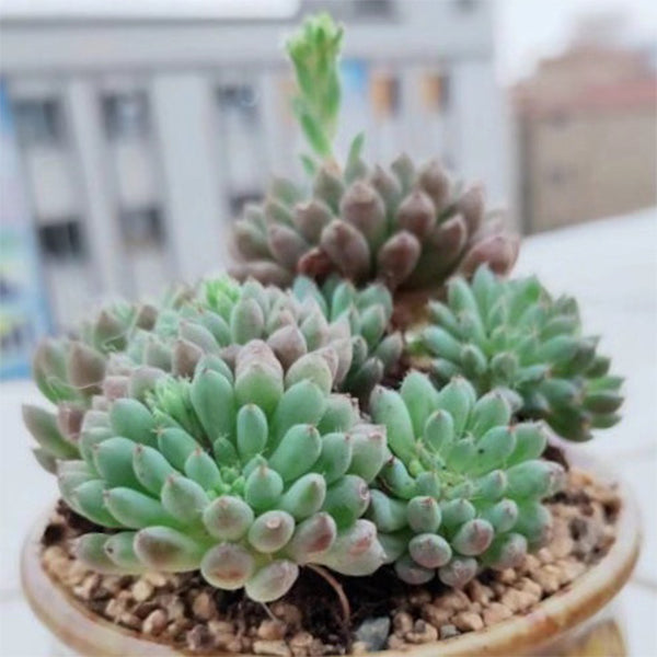 Echeveria setosa V. Deminuta