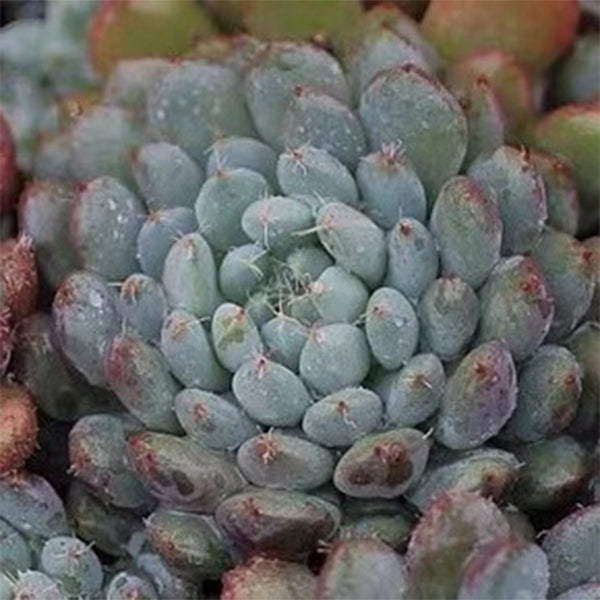 Echeveria setosa V. Deminuta