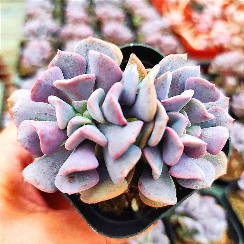 Echeveria ' Snow elf '