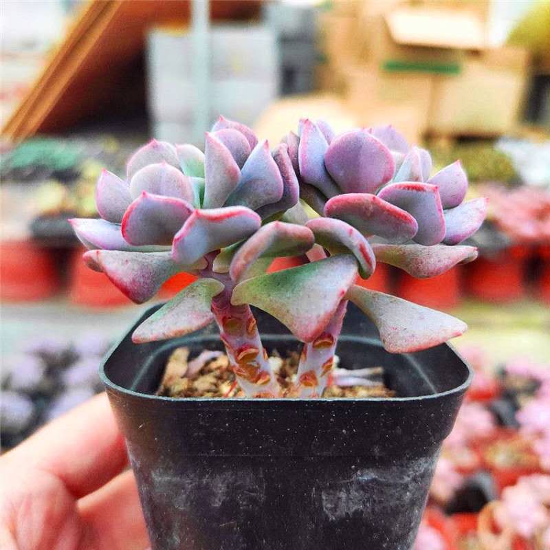 Echeveria ' Snow elf '