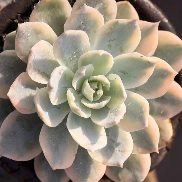 succulents variegated Echeveria subsessilis variegated for Sale