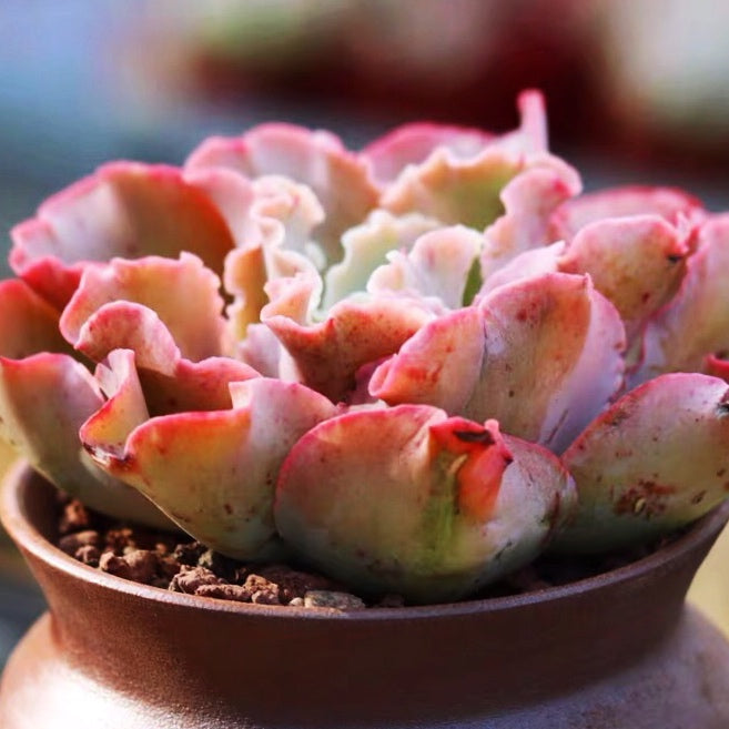 Echeveria ' Takasago No Okina '
