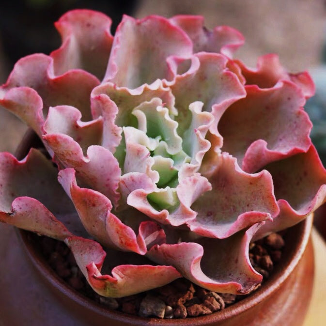 Echeveria ' Takasago No Okina '