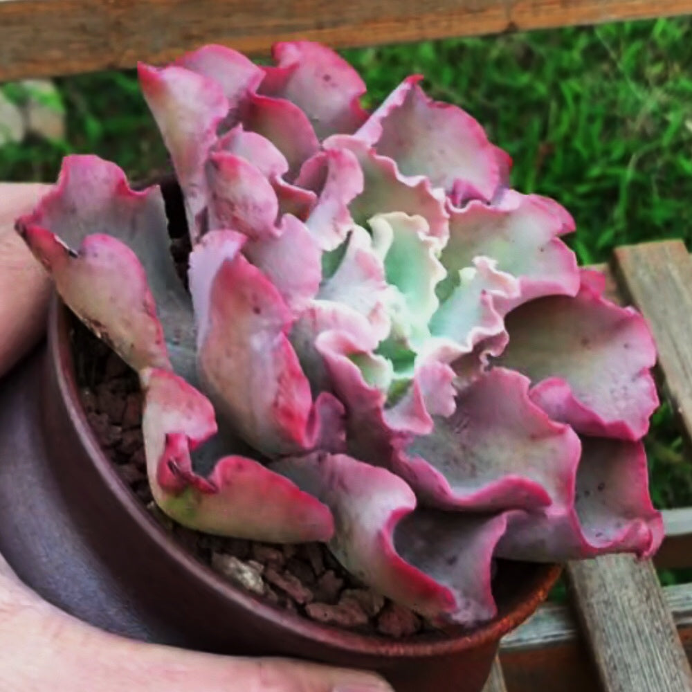 succulent with no leaves Echeveria ' Takasago No Okina ' for Sale