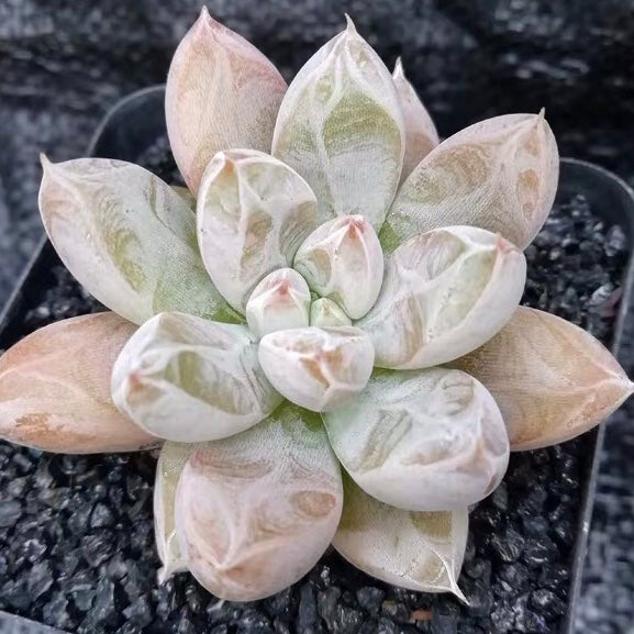 Echeveria tolimanensis