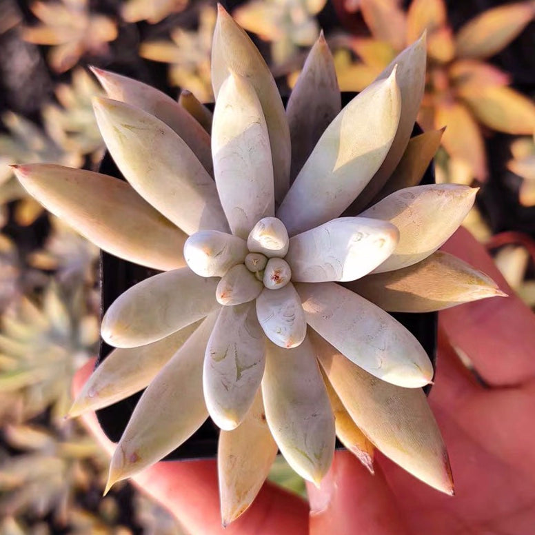 Echeveria tolimanensis