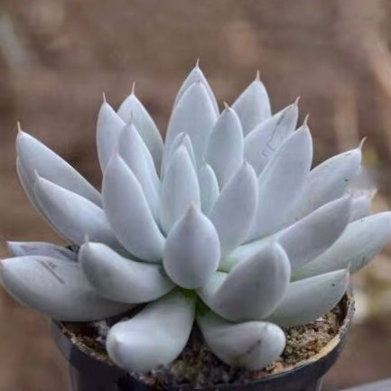 Echeveria tolimanensis