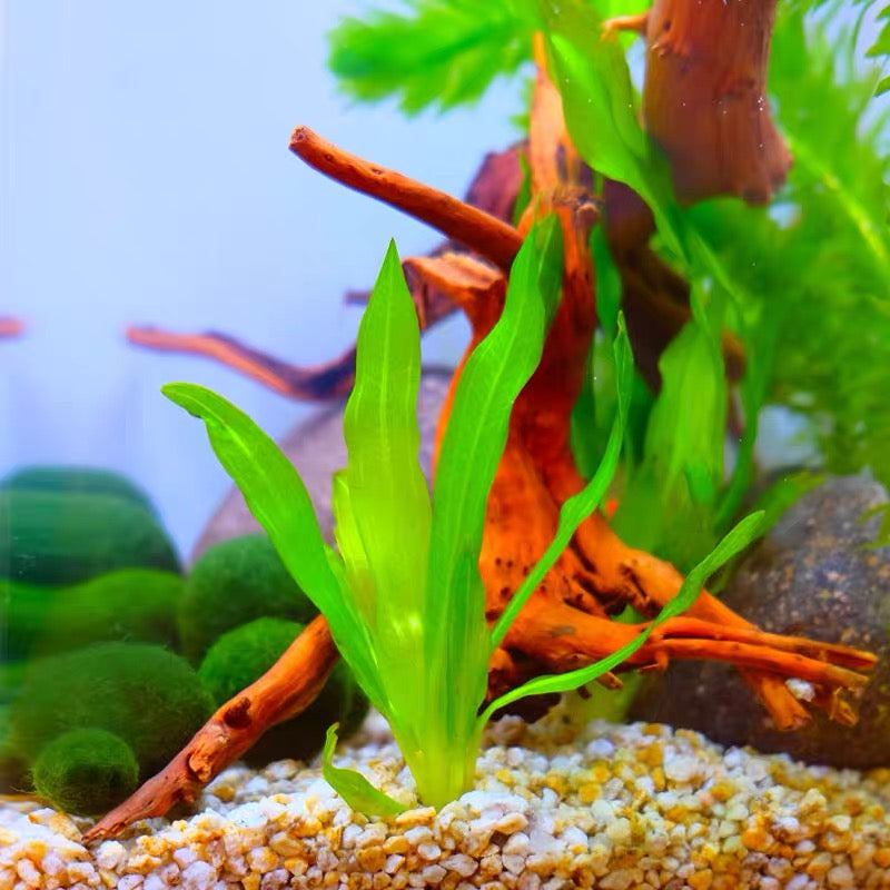 Echinodorus quadricostatus