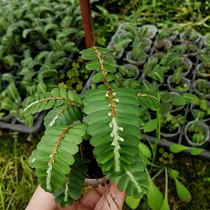 Elatostema salvinioides