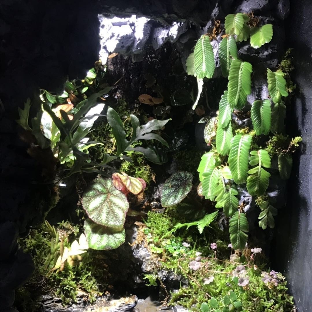 Elatostema salvinioides