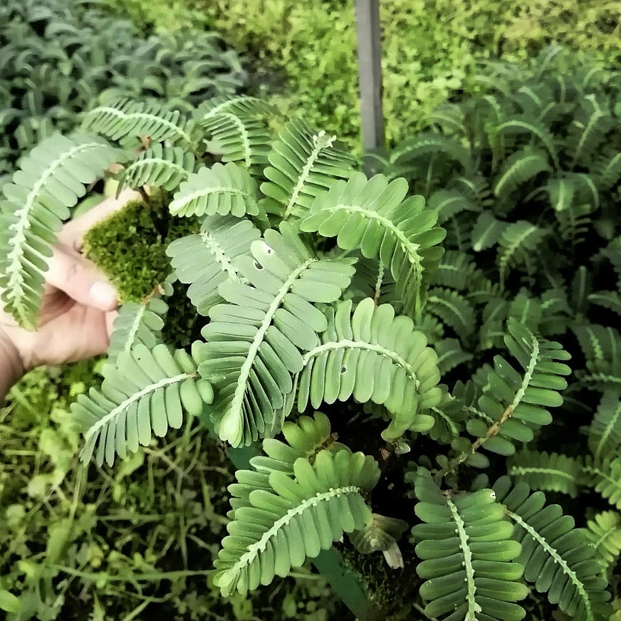 Elatostema salvinioides