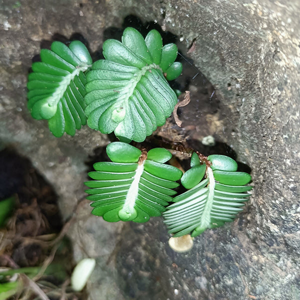 Elatostema salvinioides