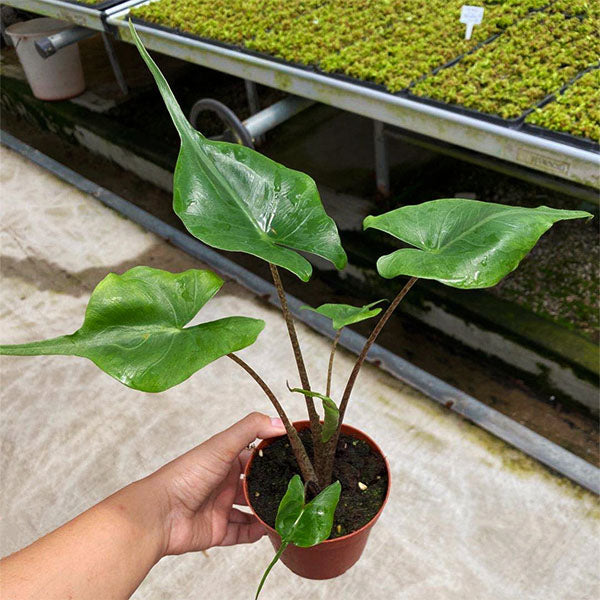 hybrid elephant ear plant Elephant Ear ‘ Stingray ’ ( Alocasia hybrid )