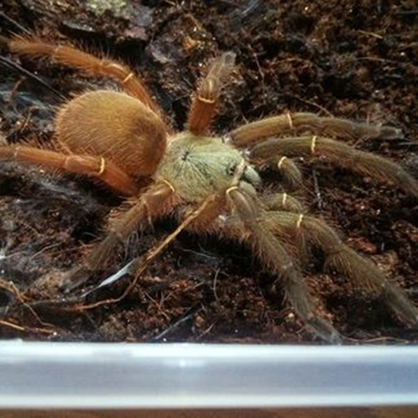 Emerald Skeleton Tarantula (Ephebopus uatuman)