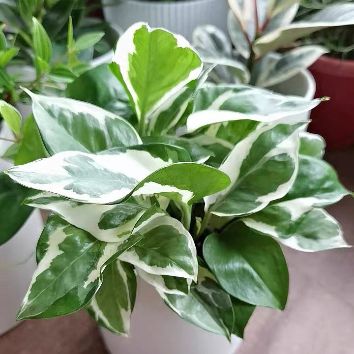 Epipremnum aureum ' Joy '