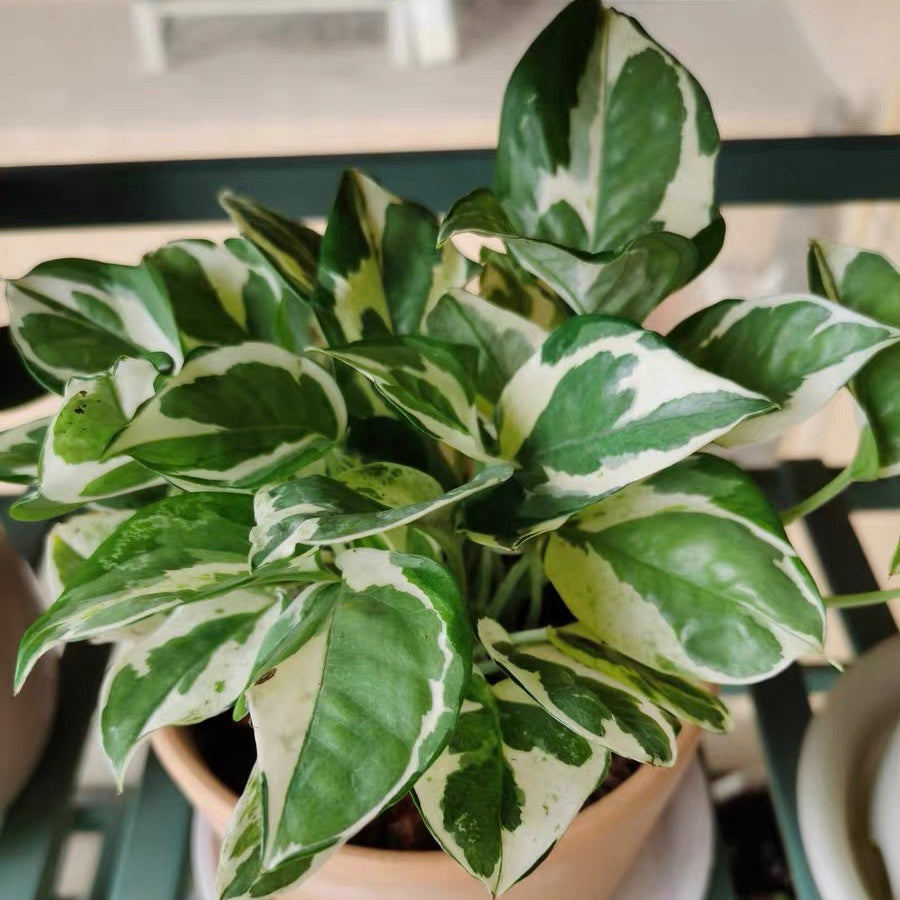 Epipremnum aureum ' Joy '