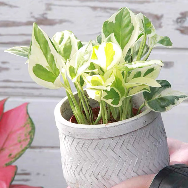 white pothos for sale Epipremnum aureum ' Joy ' for Sale