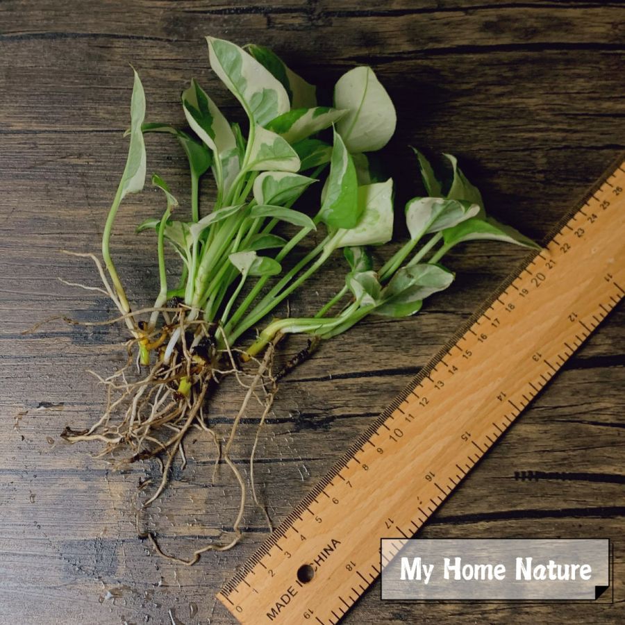 Epipremnum aureum ' Joy '