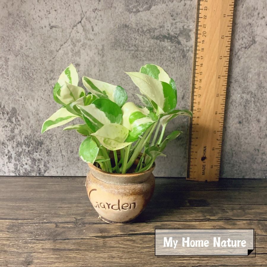 Epipremnum aureum ' Joy '