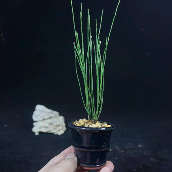 potted horsetail plant Variegated Horsetail ( Equisetum variegatum ) for Sale