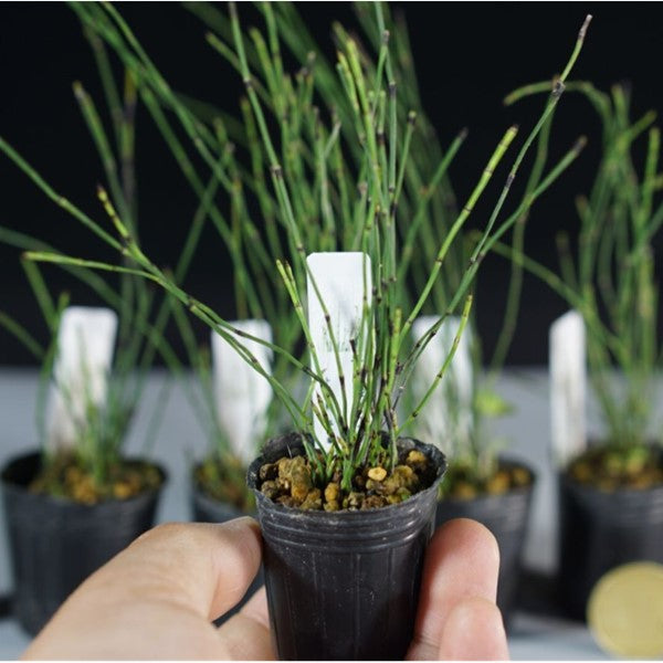 Variegated Horsetail ( Equisetum variegatum )