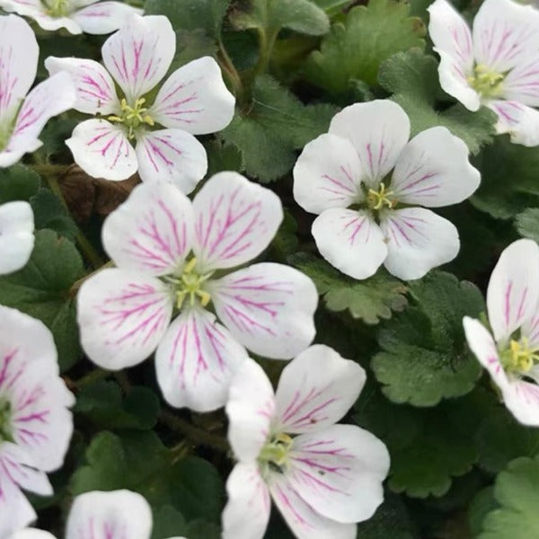 Erodium reichardii 'Album'