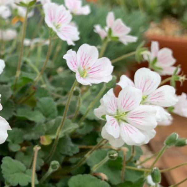 Erodium reichardii 'Album'