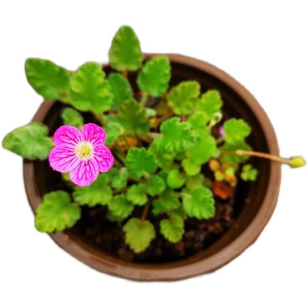 Erodium variabile